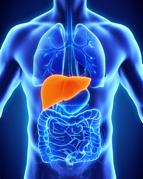 Liver Diseases | MedlinePlus