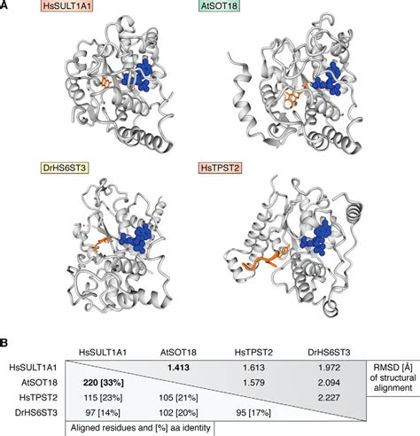 Sulfation pathways from red to green - Journal of Biological Chemistry