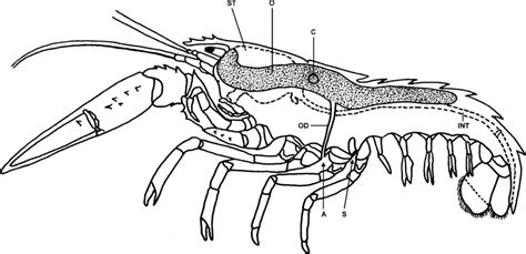 17. Drawing of lateral view of the adult female Homarus gammarus. A ...