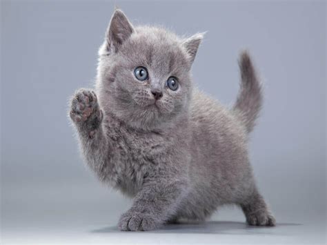 7 Things You Should Know Before Getting a British Shorthair Kitten