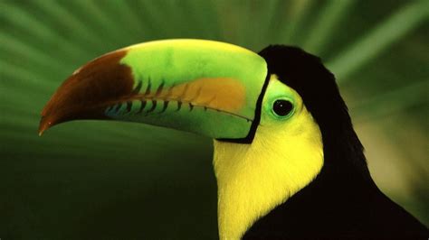 Wallpaper bird, toucan, beak, color, exotic hd, picture, image