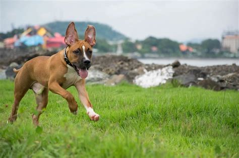 Pitbull German Shepherd Mix: A Guide to Raising Your Crossbreed