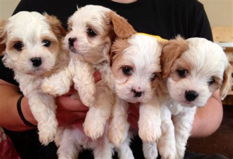 Cavalier King Charles Spaniel Puppies For Sale | Indianapolis Boulevard ...