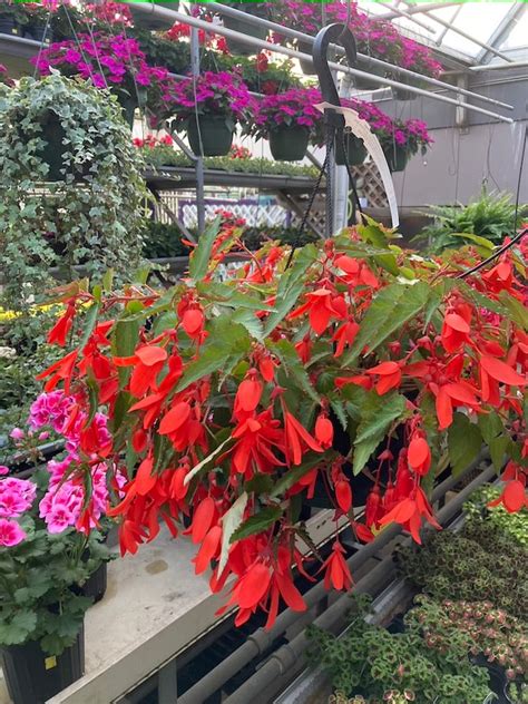 Begonia Boliviensis Waterfall Encanto Orange - Hanging Basket