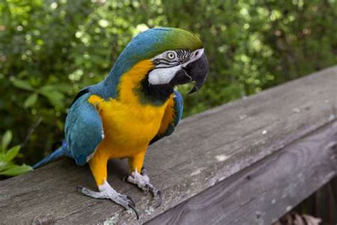 Blue-and-yellow Macaw - Zoo Atlanta