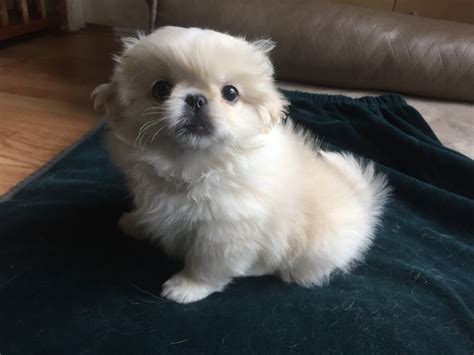 Pekingese Puppies For Sale | Dallas, TX #314131 | Petzlover