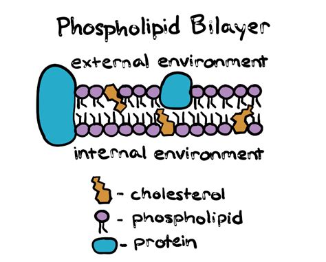 Phospholipid Structure In A Cell Membrane