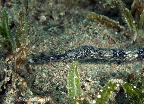 Pipefish and ghost pipefish – image gallery | marine species ...