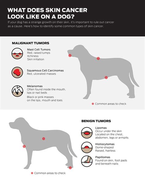 Dog Skin Cancer: Symptoms & Treatment | Purina US