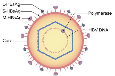 Hepatitis B Virus | Concise Medical Knowledge