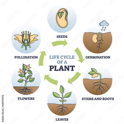 Fototapeta Life cycle of plant with seeds growth in biological labeled ...