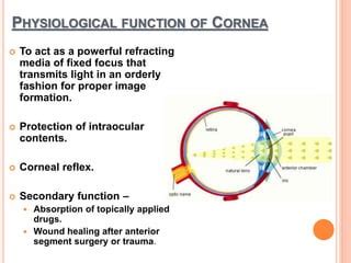 Cornea Function