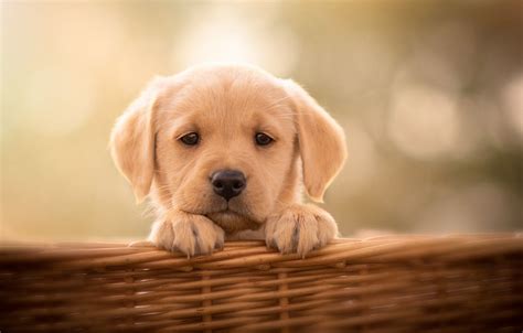 Labrador Retrievers Wallpapers - Wallpaper Cave