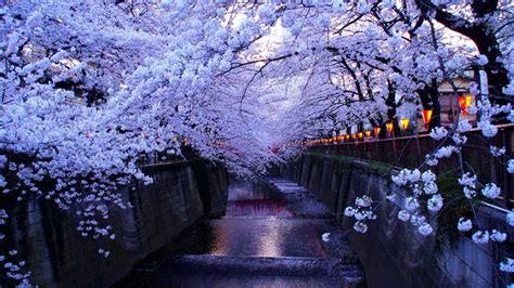 Meguro river, cherry blossom, Tokyo, Japan (3840 x 2160) : r/wallpaper