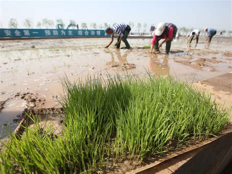 Chinese scientists develop rice that can grow in seawater, potentially ...