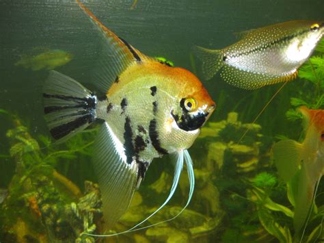 Koi Angelfish - Pterophyllum Scalare - Tropical Fish Site