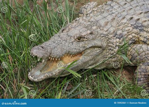 Crocodile Teeth Stock Image - Image: 7092061