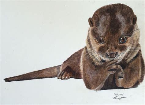 Colored pencils, otter drawing, otter, by Natalia Pleshkova, fine art ...