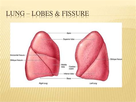 Lung Lobes Posterior View