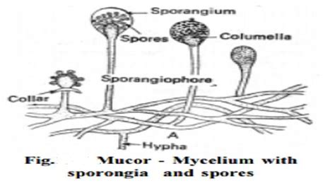 Mucor - Alchetron, The Free Social Encyclopedia