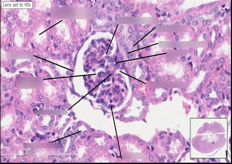 Kidney histology Diagram | Quizlet