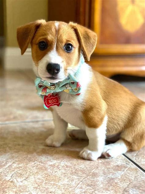 Corgidor: Is the Corgi Lab mix a good dog? - K9 Web