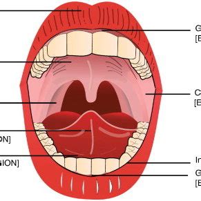 Mouth Anatomy Diagram