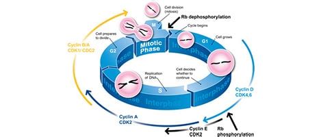 Staining Buffer For Flow Cytometry Recipe | Deporecipe.co