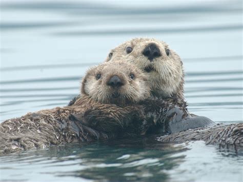 Sea otters defy our understanding of metabolism | Popular Science