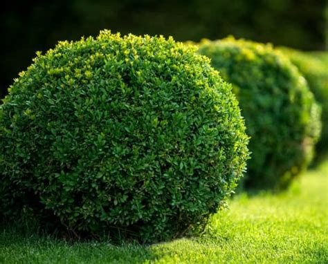 Buxus Sempervirens Topiary