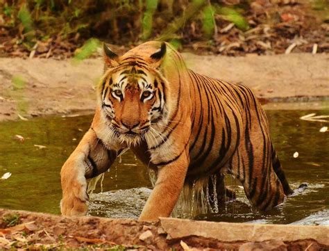 Explore the Sundarban National Park, West Bengal