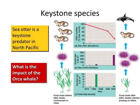 PPT - Keystone species PowerPoint Presentation - ID:2358585