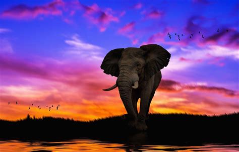 Elephant Sunset Wallpapers - Top Free Elephant Sunset Backgrounds ...