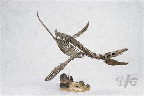 1/20 Pliosaurus Skeleton Model – Lana Time Shop