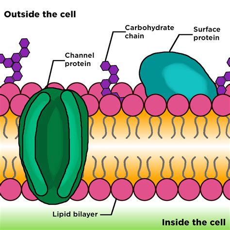 Cell Membrane — Structure & Function - Expii