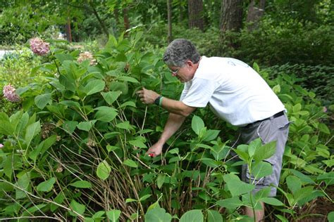 Hydrangea Summer Pruning – Step by Step | Walter Reeves: The Georgia ...