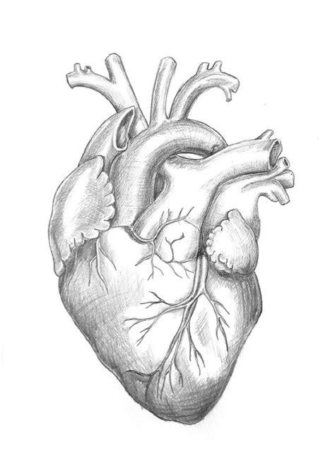 Anatomy Heart Original Unframed Pencil Drawing