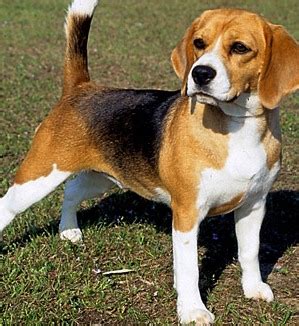 Basset Hound Beagle | Puppy and Dog Mix