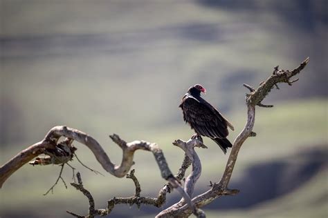 Cathartidae: New World Vultures (Cathartidae Family) | Earth Life