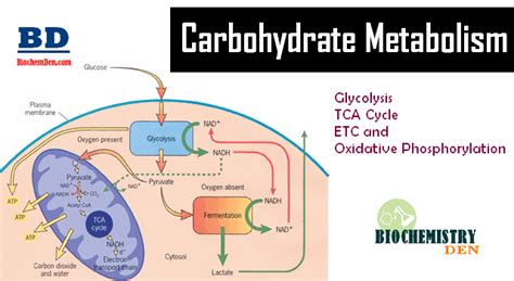 Basic Overview of Carbohydrate Metabolism