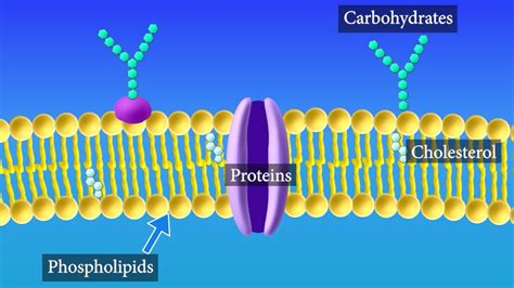 Cell Membrane Diagram Labeled