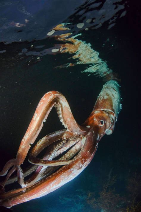 Watch Extremely Rare Footage of Giant Squid With 'Thick Arms': 'Terrified'