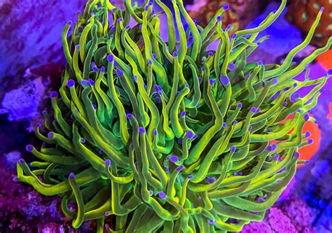 Tag: holy grail torch coral | Reef Builders | The Reef and Saltwater ...