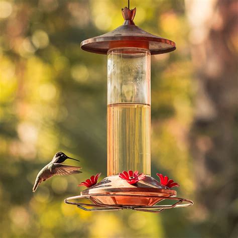 13 Questions About Hummingbird Feeders Answered by the Pros