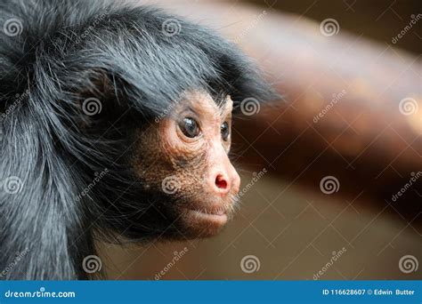 Red Faced Spider Monkey stock image. Image of redfaced - 116628607