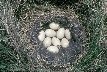 Pacific Black Duck - Australian Birds - photographs by Graeme Chapman