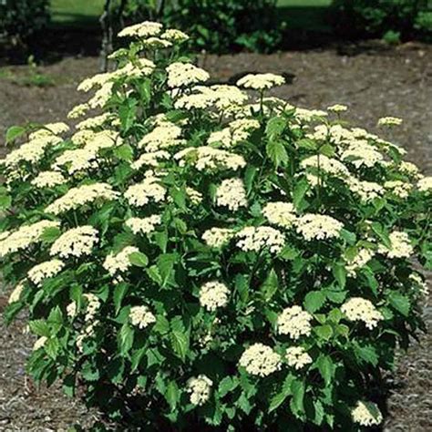 Viburnum - Blue Muffin Arrowwood Viburnum - Sugar Creek Gardens