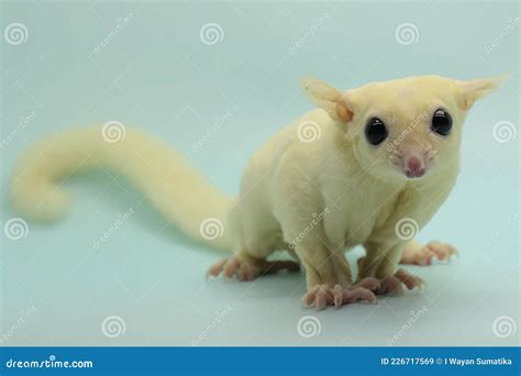 A Leucistic Sugar Glider Petaurus Breviceps is Looking for Food. Stock ...