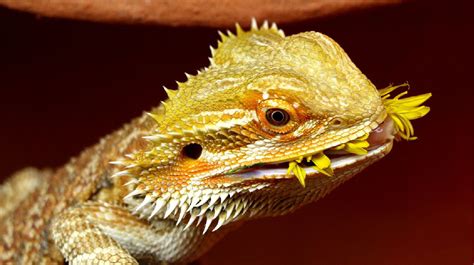 Bearded Dragon Diet Guide: Complete How-To for New Owners