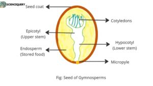 Exploring the life cycle of gymnosperm - Science Query